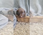 Small Photo #5 Labrador Retriever Puppy For Sale in GRANVILLE, IA, USA