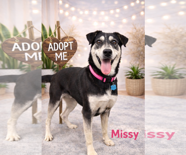 Medium Photo #2 Mutt Puppy For Sale in Euless, TX, USA