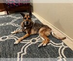 Small #2 German Shepherd Dog Mix