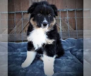 Australian Shepherd Puppy for sale in LINDEN, TN, USA