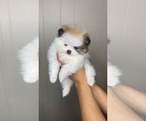 Pomeranian Puppy for sale in STOCKTON, CA, USA