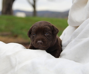 Medium Labrador Retriever
