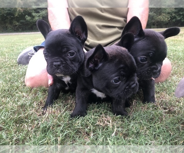 Medium Photo #5 French Bulldog Puppy For Sale in PARAGOULD, AR, USA