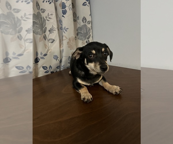 Medium Photo #46 Chihuahua Puppy For Sale in DURHAM, CT, USA