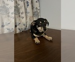 Small #45 Chihuahua