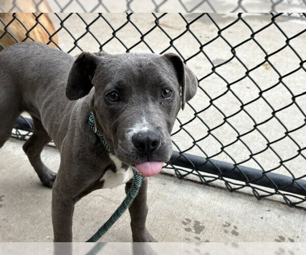 Medium Photo #2 Mutt Puppy For Sale in Tulsa, OK, USA