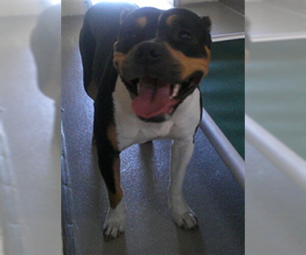 Medium Photo #1 Mutt Puppy For Sale in Sanford, FL, USA