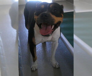 Mutt Dogs for adoption in Sanford, FL, USA