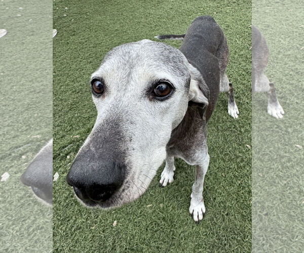 Medium Photo #3 Labrador Retriever-Unknown Mix Puppy For Sale in Leavenworth, KS, USA