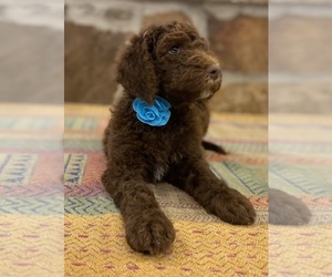 Goldendoodle Litter for sale in CANTON, TX, USA