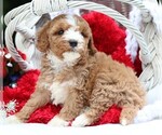 Small #8 Cavapoo