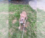 Small #8 Mutt