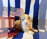 Small #1 Australian Shepherd