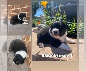 Australian Shepherd Puppy for sale in CHURCHVILLE, VA, USA