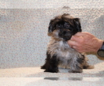 Small #31 Yorkiepoo mix (+ Poodle Toy)