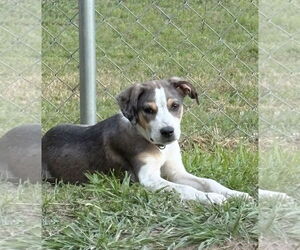 Boxerhoula Dogs for adoption in Rockaway, NJ, USA