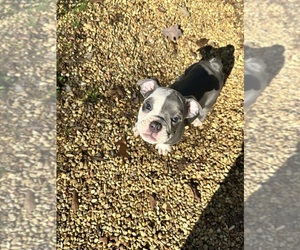 Olde English Bulldogge Puppy for sale in SOMERVILLE, AL, USA