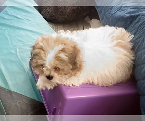 Shih Tzu-ShihPoo Mix Puppy for sale in AUSTIN, TX, USA