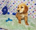 Small Photo #3 Golden Retriever Puppy For Sale in COLORADO SPRINGS, CO, USA