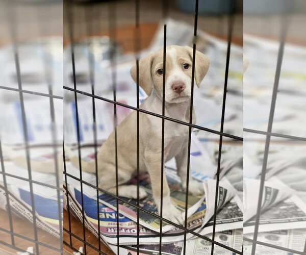 Medium Photo #2 Labradoodle Puppy For Sale in SHERBURNE, NY, USA