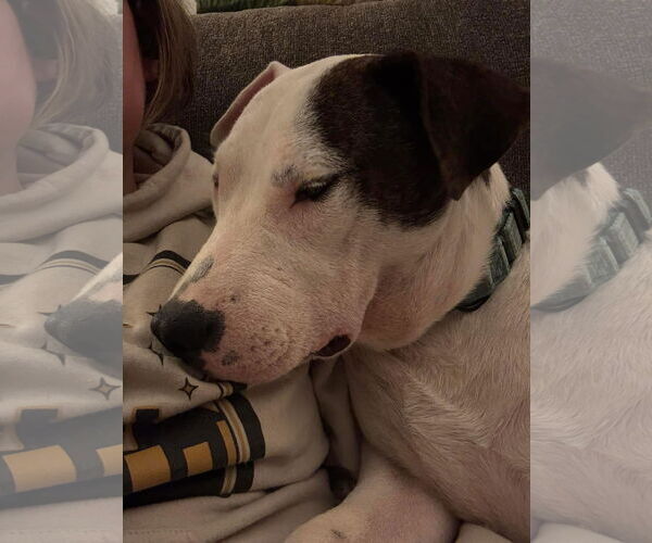 Medium Photo #21 American Pit Bull Terrier-Unknown Mix Puppy For Sale in Germantown, OH, USA
