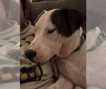 Small #20 American Pit Bull Terrier Mix
