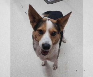 Mutt Dogs for adoption in Grafton, WI, USA