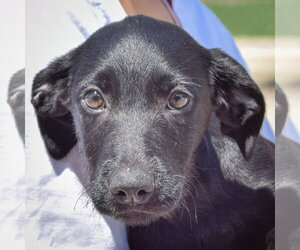 Irish Wolfhound-Unknown Mix Dogs for adoption in Huntley, IL, USA