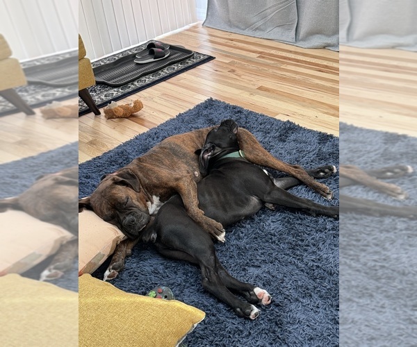 Medium Photo #1 Boxer Puppy For Sale in MILFORD, NH, USA