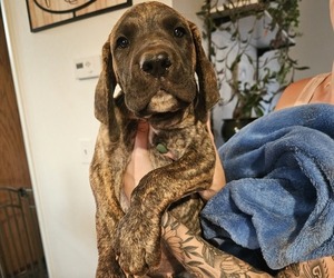 Daniff Puppy for sale in SMARTSVILLE, CA, USA