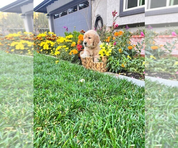 Full screen Photo #3 Golden Retriever Puppy For Sale in LA HABRA, CA, USA