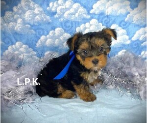 Yorkshire Terrier Puppy for sale in WINNSBORO, LA, USA