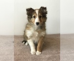 Small Photo #5 Shetland Sheepdog Puppy For Sale in BOWLING GREEN, KY, USA