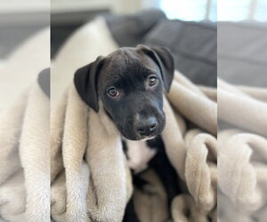 American Staffordshire Terrier-Unknown Mix Dogs for adoption in Holly Springs, NC, USA