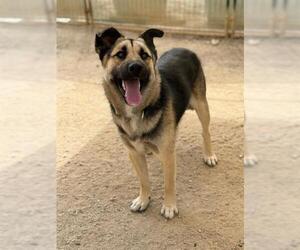 German Shepherd Dog Dogs for adoption in Santa Barbara, CA, USA