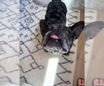 Small #11 French Bulldog Mix