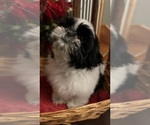 Small Photo #17 Shih Tzu Puppy For Sale in BRIDGETON, NJ, USA