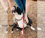 Small #2 Boxer Mix