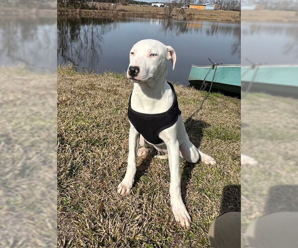 Medium Photo #3 Bulldog-Labrador Retriever Mix Puppy For Sale in Tarrytown, GA, USA