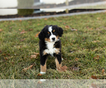 Puppy Joy Bernese Mountain Dog-Miniature Bernedoodle Mix