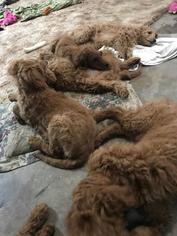 Goldendoodle Puppy for sale in PLATTEVILLE, CO, USA