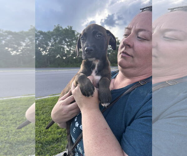 Medium Photo #7 Labrador Retriever-Unknown Mix Puppy For Sale in Stephens City, VA, USA