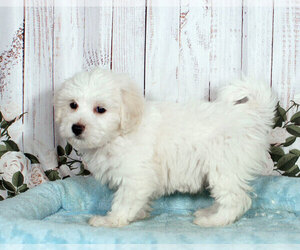 Havachon Puppy for sale in PENNS CREEK, PA, USA