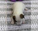 Small #2 Parson Russell Terrier