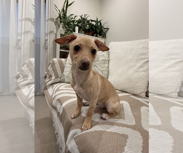 Medium Photo #2 Chihuahua Puppy For Sale in Menifee, CA, USA