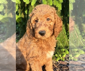 Goldendoodle Puppy for sale in NEWARK, OH, USA