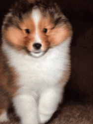 Shetland Sheepdog Puppy for sale in KINGMAN, AZ, USA