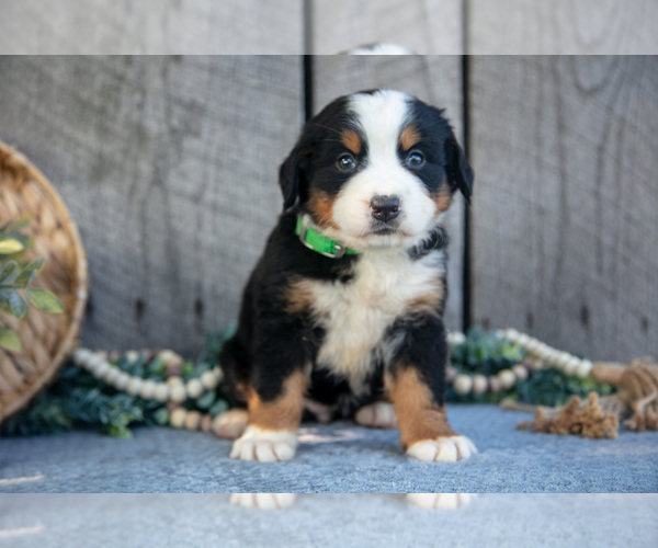 Medium Photo #4 Bernese Mountain Dog Puppy For Sale in SHREVE, OH, USA