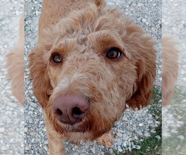 Medium Photo #4 Goldendoodle Puppy For Sale in Fort Wayne, IN, USA