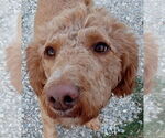 Small #3 Goldendoodle